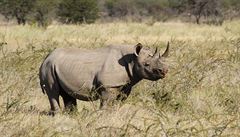 Na sklonku dne se nám povedlo zpozorovat jednoho nosoroce. Byl sice dost...