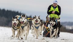 Zapaeni jsou zpravidla psi rasy husky a malamut.