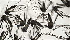Pvodce infekce: komár Aedes aegypti v petriho misce výzkumného centra...