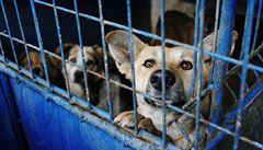 Ke zpřísnění trestů za týrání zvířat se vláda postavila neutrálně