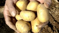 Cena brambor v Česku stoupla. Zdražení způsobilo loňské sucho a menší zásoby