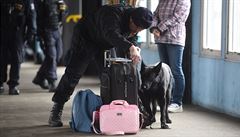 Vlak a zavazadla cestujících prohledávali speciáln vycviení psi.