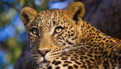 Zatoulan leopard napadl ve kole est lid. Podailo se ho uspat a vypustit