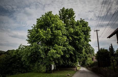 Lpa z Tatobit sout o titul Evropsk strom roku 2016.