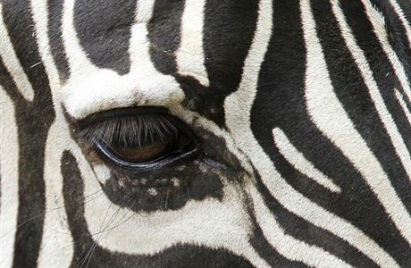 Zebra (ilustran foto)