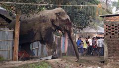 Zdivočelý slon se pět hodin toulal po městě. Poničil stovky domů 