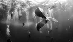 Snímek "Zaíkávai velryb" (v originále Whale Whisperers) fotografa Anuara...
