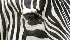 Zebra (ilustrační foto)
