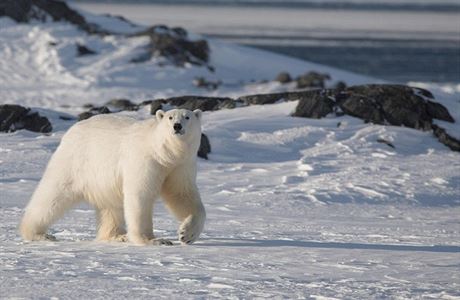 Tba v rezervaci je zakázána i kvli ochran ledních medvd. Ilustraní foto.