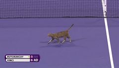 Chlupatý narušitel: kočka přerušila tenisový zápas v ten nejnapínavější okamžik
