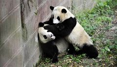 Zemětřesení v Číně vyděsilo pandy, nechtěly slézt ze stromů
