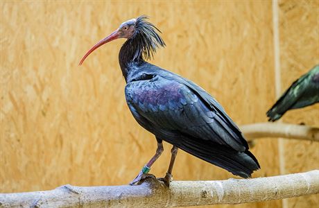 Uprchl ibisov v prask zoo.