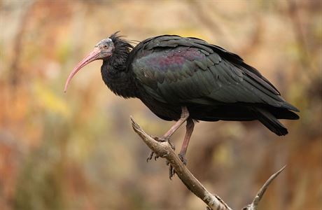 Jeden z osmnácti ibis praské zoo.