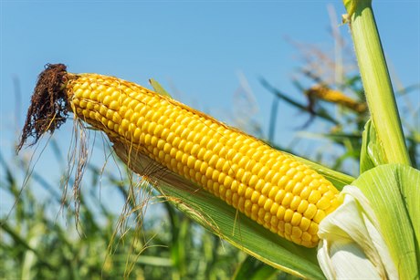 Kukuřice (ilustrační foto)