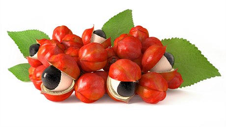 Guarana (ilustraní foto)