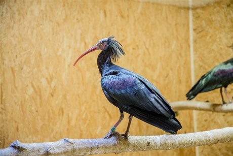 Uprchlí ibisové v pražské zoo.
