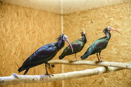 Uprchlí ibisové v praské zoo zatím nebyli vputni do poniené voliéry, musí...