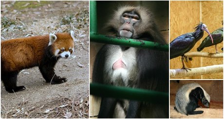 eská zoo mají s útky zkuenosti. Nkterá zvíata prchla opakovan.