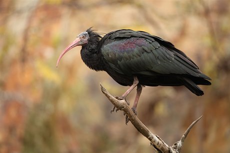 Jeden z osmnácti ibisů pražské zoo.