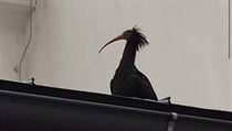 Ze Zoo Praha uletělo 18 ibisů. Jejich voliéru poničil sníh.