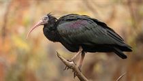 Pracovníci zoo odchytili tři ibise. Dalších několik je vrátilo samo.