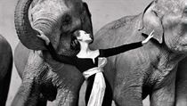 dovima se slony, Cirque dHiver, srpen 1955,