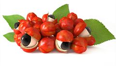 Guarana (ilustraní foto)