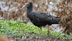 Do zoo se vrací osmý ibis, odchycen byl na balkoně v Michli. Pro sedmého šplhal policista 10 metrů