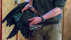 Jeden z ibisů uhynul v pražské zoo. Důvodem byla neprůchodnost střev