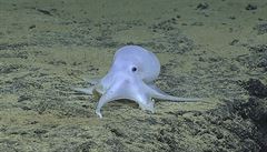 Vědci zřejmě objevili nový druh chobotnice. Na twitteru dostala přezdívku Casper