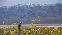 Údolí smrti rozkvetlo. Květinový ráj láká turisty i fotografy