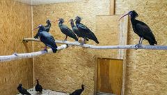Ibisové skalní zpt v Zoo Praha