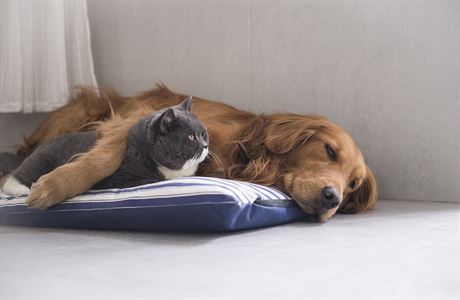 Pes a koka spolu mohou i spát v jednom pelíku