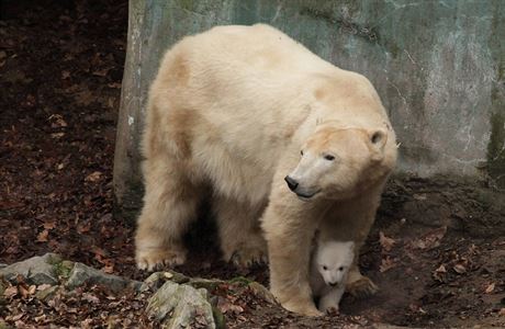 Lední medvdi v brnnské zoo.
