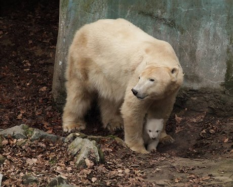 Lední medvědi v brněnské zoo.