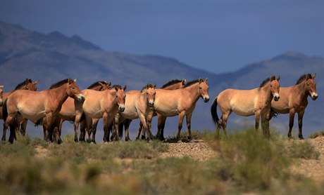 Stádo koní Převalského v mongolské krajině.