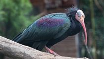 Jeden z ibis z prask zoo