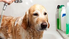 Jak často koupat psa? Mytí může narušit mikroflóru srsti, říká veterinářka