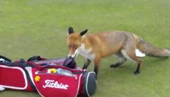 Liška podšitá: okouzlenému golfistovi ukradla přímo z greenu peněženku