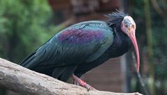 Jeden z ibis z praské zoo