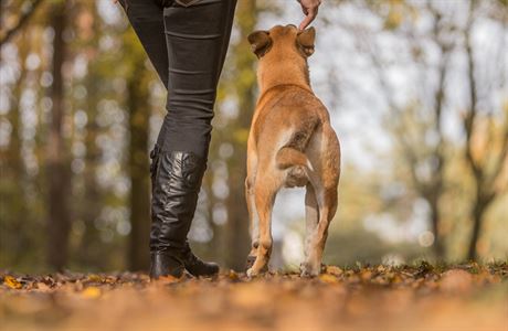 Už štěně se musí učit chodit bez vodítka, říká cvičitelka psů | Domácí  mazlíčci | Lidovky.cz