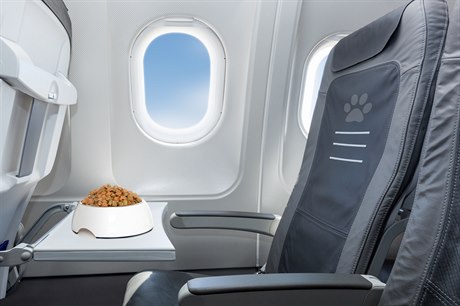 Se psem i kočkou. Stále víc lidí cestuje letadlem i s domácím mazlíčkem