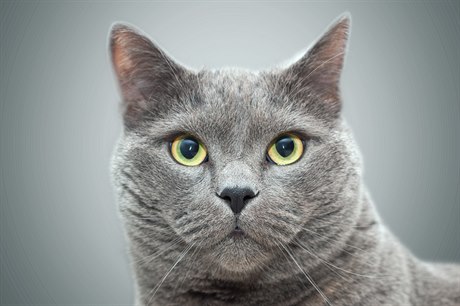 Ilustrační foto: Britská kočka.