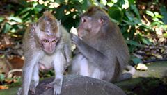 Monkey Forest Ubud - oblíbený opií park