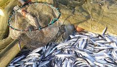 Na Máchovo jezero se po 30 letech vrací sportovní rybolov