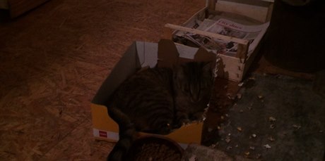 Kočka trhá krabici