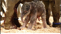 V prask zoologick zahrad se narodilo prvn sln za 80 let chovu slon v...