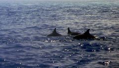 USA pátrá po muži, co zastřelil delfína. Za pomoc nabízí přes čtvrt milionu