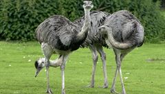V Zoo Ostrava lze vidět 12 mláďat největšího ptáka Jižní Ameriky
