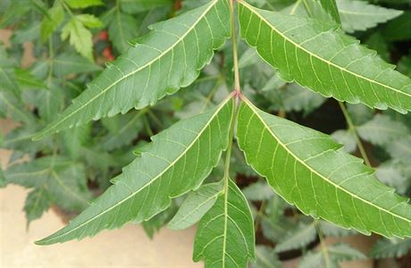 Rostlina zvaná neem. Latinsky zní její název Azadirachta indica, esky zederah...